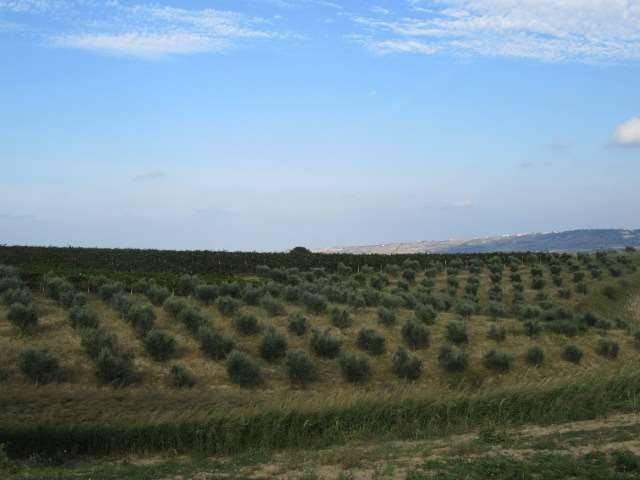 Terreno a Guglionesi in Contrada Pocavizio - Foto 5