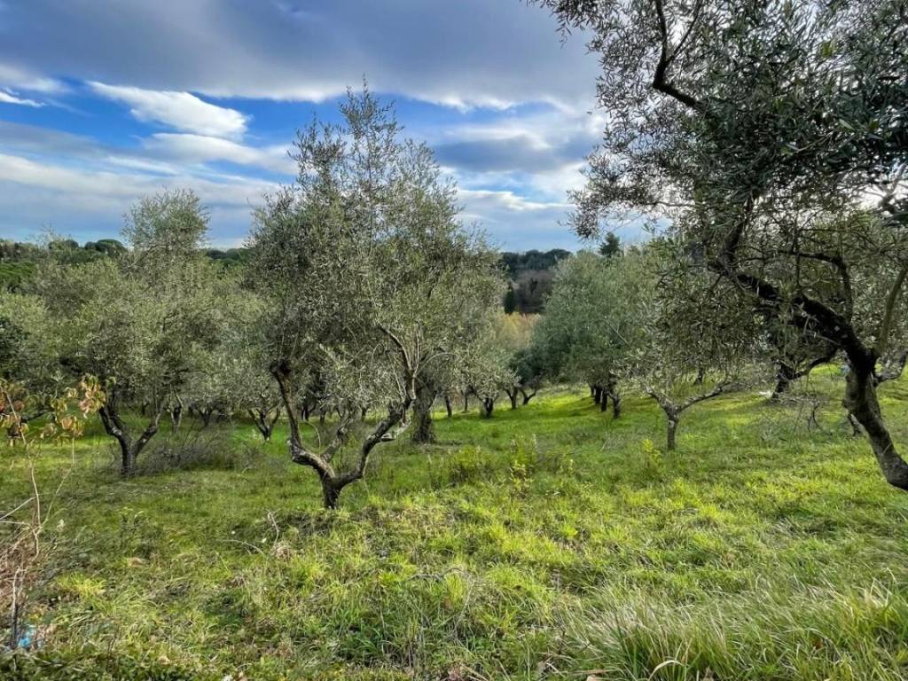 Terreno a Crespina e lorenzana - Foto 3