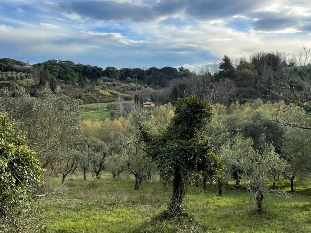 Terreno a Crespina e lorenzana - Foto 4