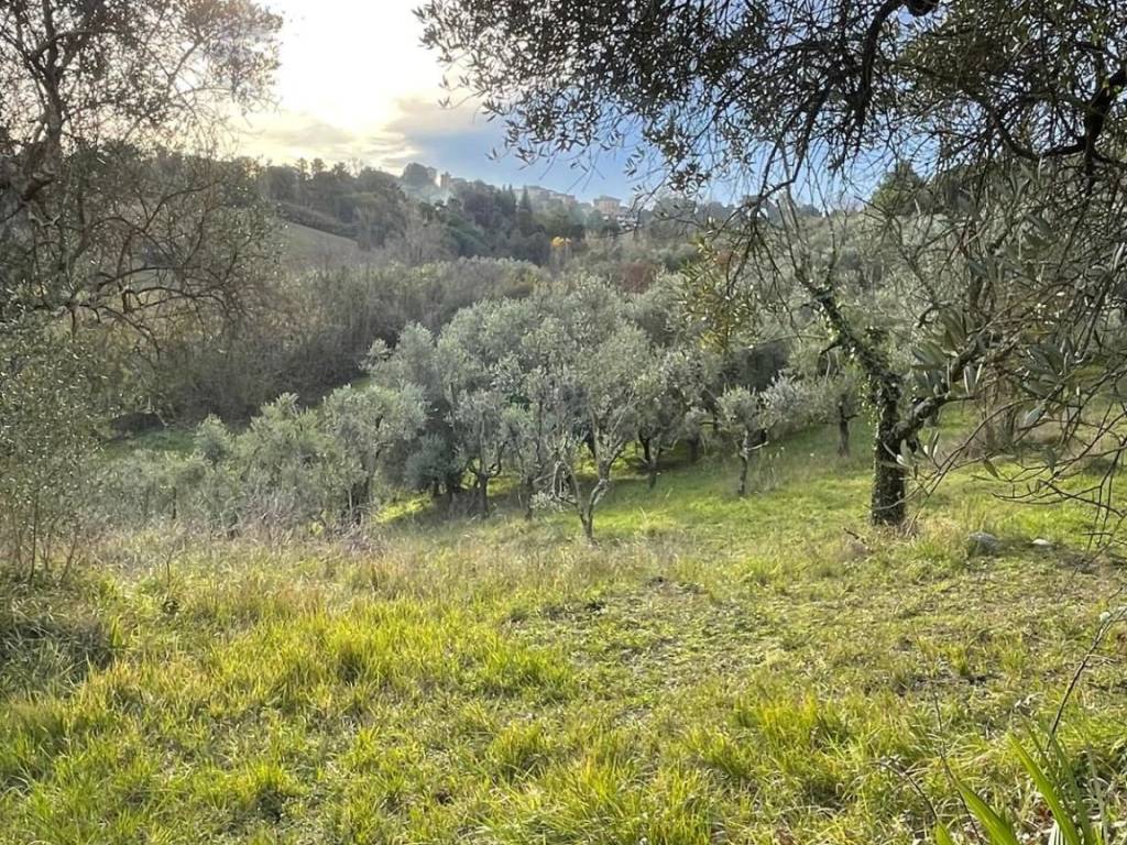 Terreno a Crespina e lorenzana - Foto 5