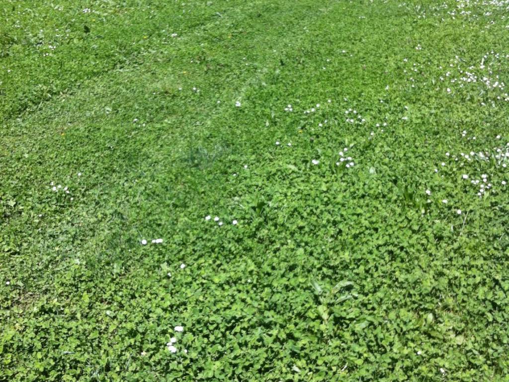 Terreno a San zeno naviglio - Foto 2