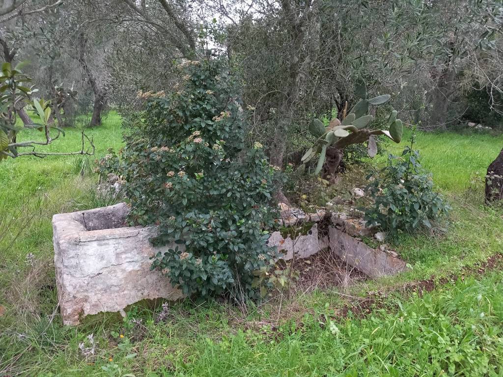 Rustico / casale a Ceglie messapica in SS581 - Foto 3