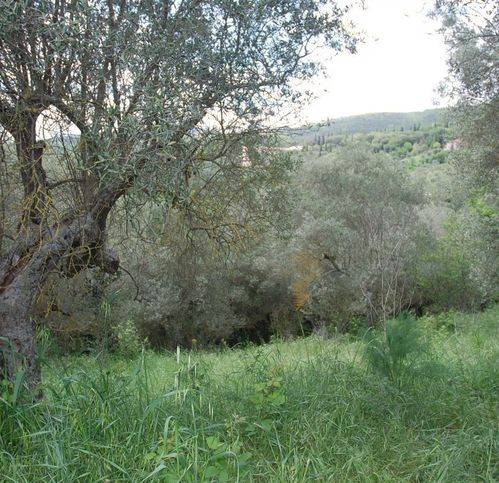 Terreno a Passignano sul trasimeno - Foto 3
