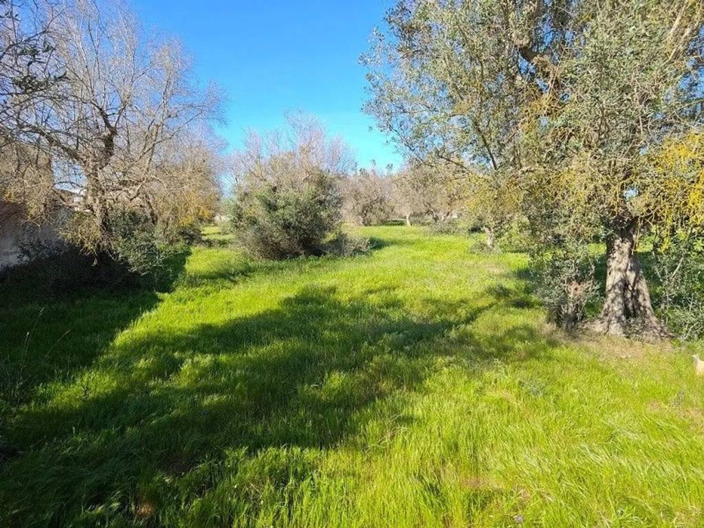 Terreno a Porto cesareo in Via Socrate - Foto 4