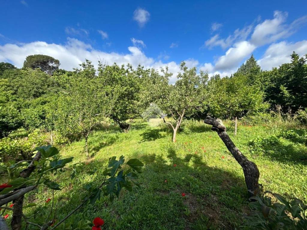 Terreno a Viterbo in STRADA QUERCIAIOLO - Foto 4