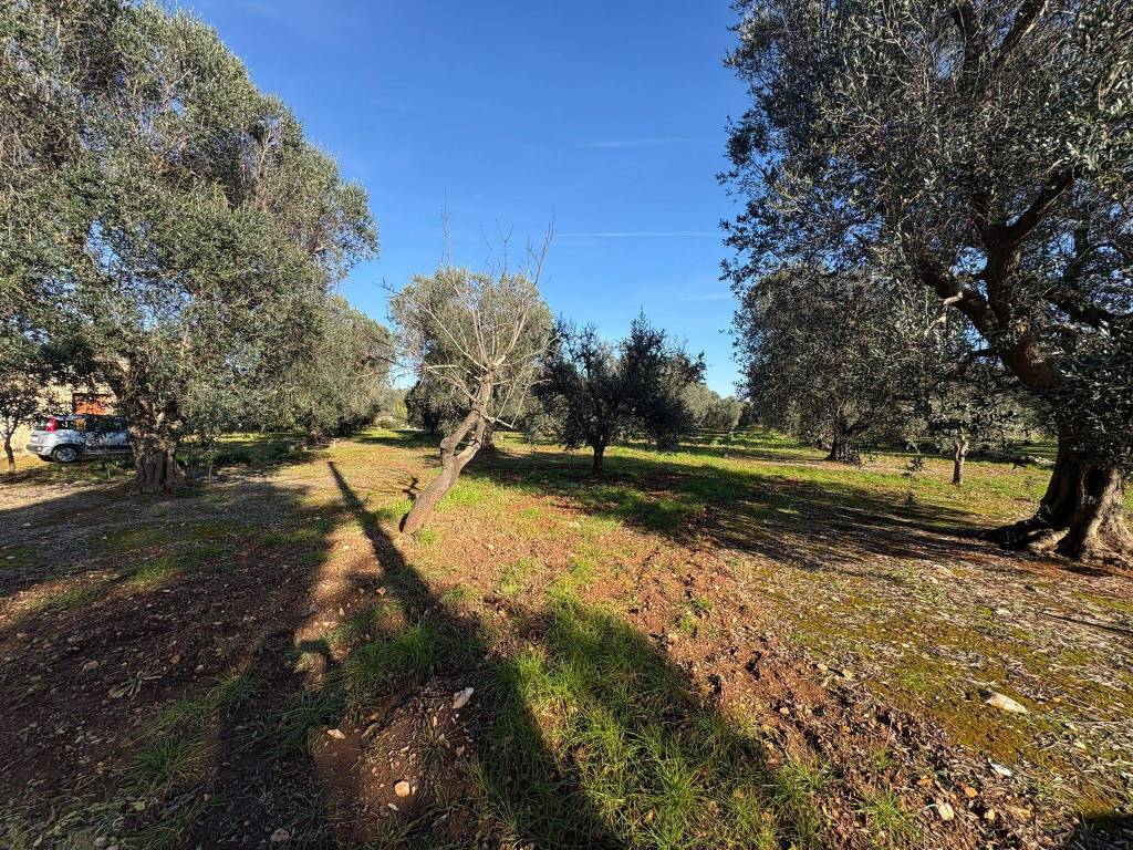 Terreno a Manduria in Contrada Inforcata - Foto 2