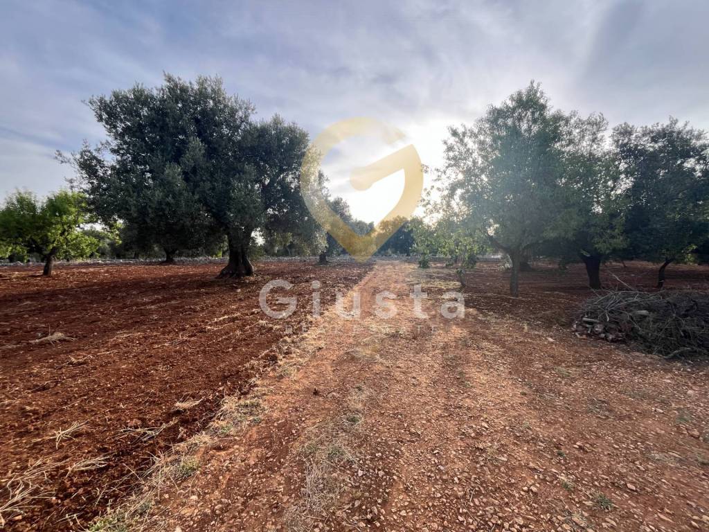 Rustico / casale a Ceglie messapica in Strada Provinciale 28 - Foto 5