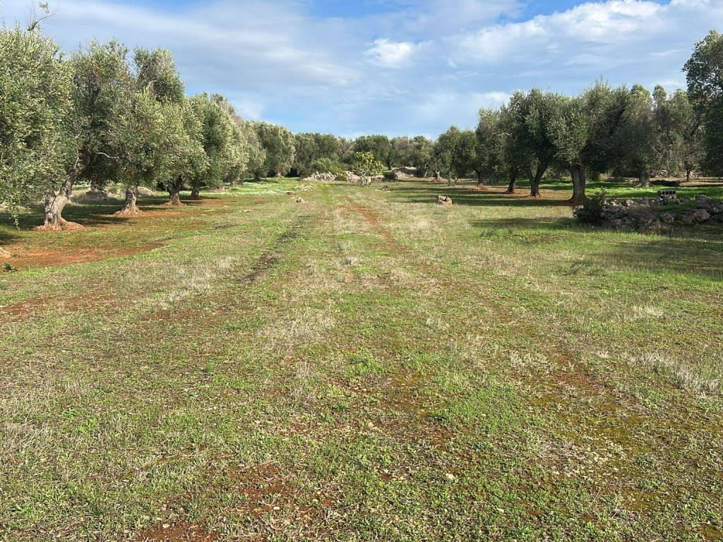 Terreno a Manduria in Strada Provinciale Maruggio Manduria - Foto 2