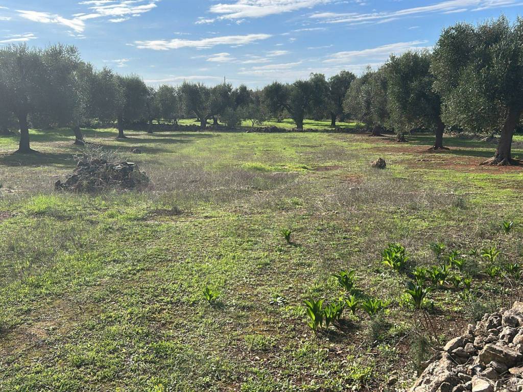 Terreno a Manduria in Strada Provinciale Maruggio Manduria - Foto 3
