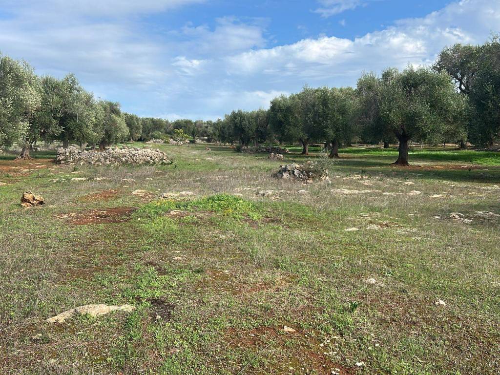 Terreno a Manduria in Strada Provinciale Maruggio Manduria - Foto 4