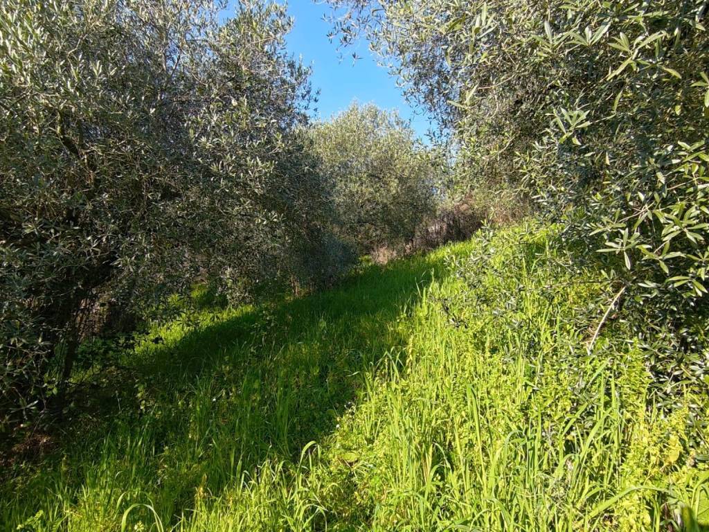 Terreno a Castel madama in Via La Uccetta - Foto 5