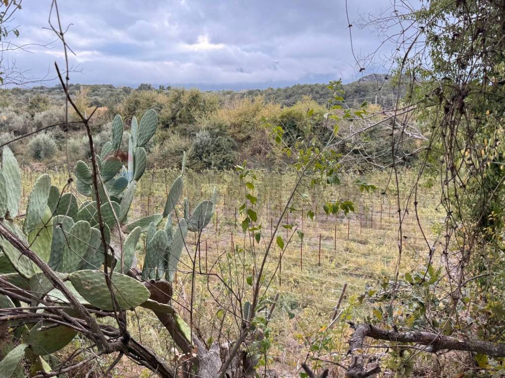 Terreno a Castiglione di sicilia - Foto 4