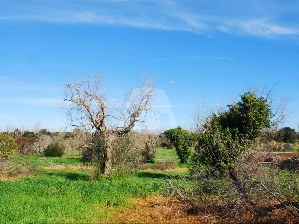 Terreno a Salve in Strada Vicinale Scovre - Foto 3