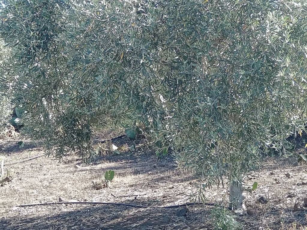 Terreno a Biancavilla in Via Scirfi No Number - Foto 3