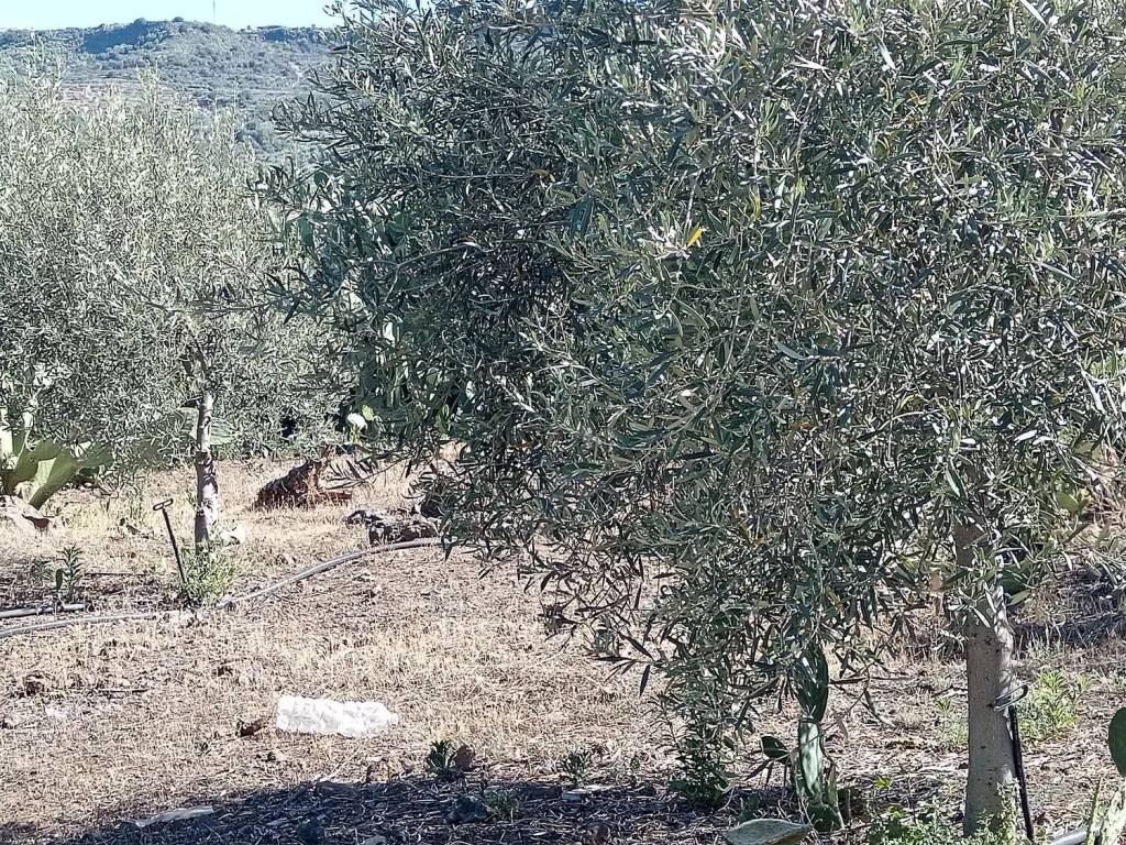 Terreno a Biancavilla in Via Scirfi No Number - Foto 4