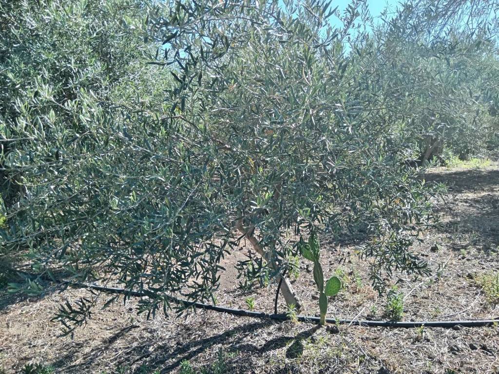 Terreno a Biancavilla in Via Scirfi No Number - Foto 5