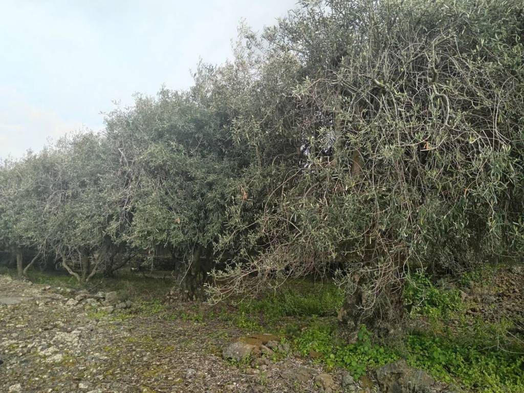 Terreno a Biancavilla in Via Della Montagna No Number - Foto 3