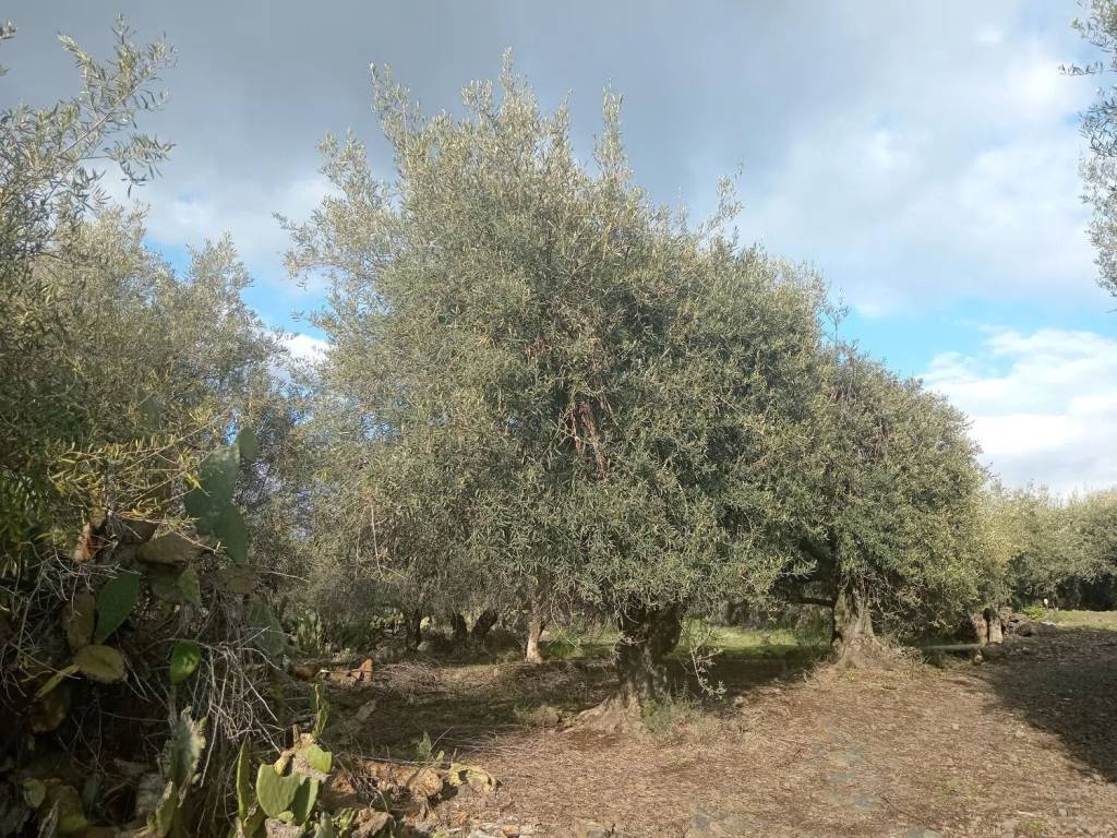 Terreno a Biancavilla in Via Della Montagna No Number - Foto 5