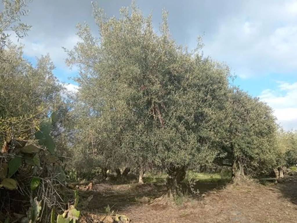 Terreno a Biancavilla in Via Turchia No Number - Foto 2