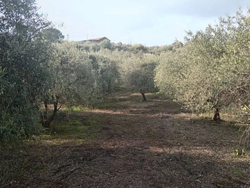 Terreno a Biancavilla in Via Turchia No Number - Foto 3