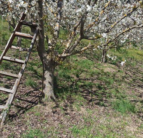 Terreno a Celleno in Strada Canne - Foto 3
