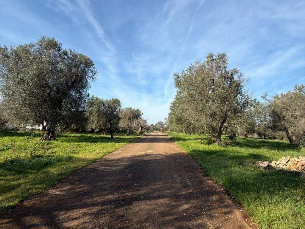 Terreno a San michele salentino in Contrada Cotugni - Foto 3