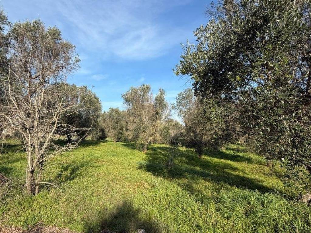 Terreno a San michele salentino in Contrada Cotugni - Foto 5