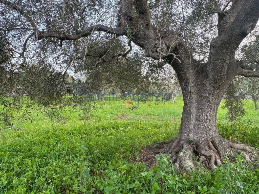 Rustico / casale a Carovigno - Foto 3