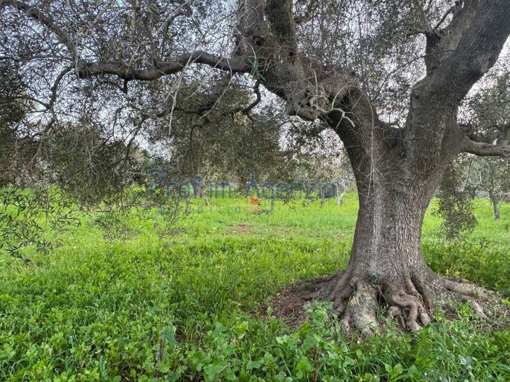 Rustico / casale a Carovigno - Foto 5