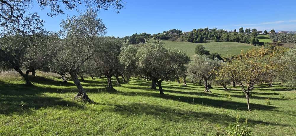 Terreno a Pescara in Strada Vicinale Case delle Monache - Foto 3