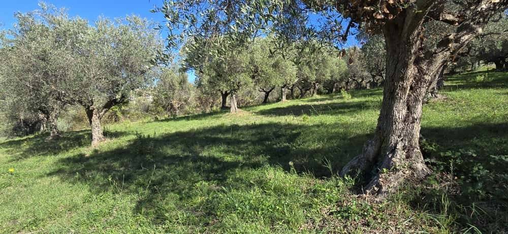 Terreno a Pescara in Strada Vicinale Case delle Monache - Foto 5