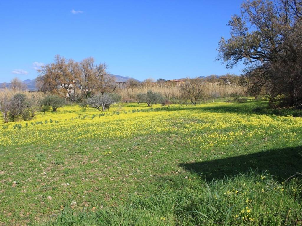 Terreno a Grisolia in Via Palazza, 6 - Foto 5