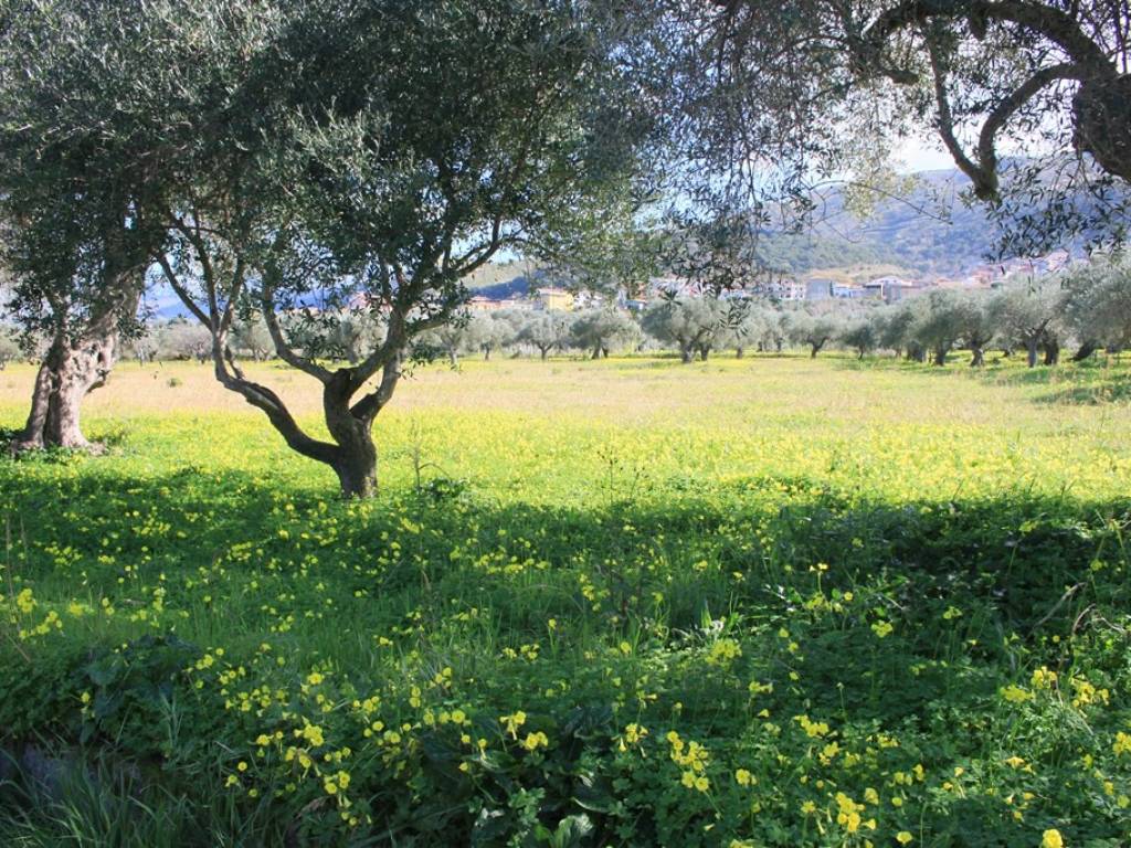 Terreno a Santa maria del cedro in Via Foresta - Foto 2