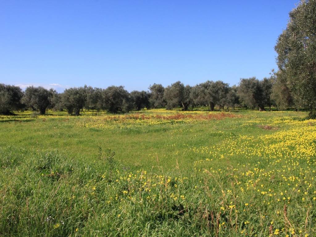 Terreno a Santa maria del cedro in Via Foresta - Foto 5