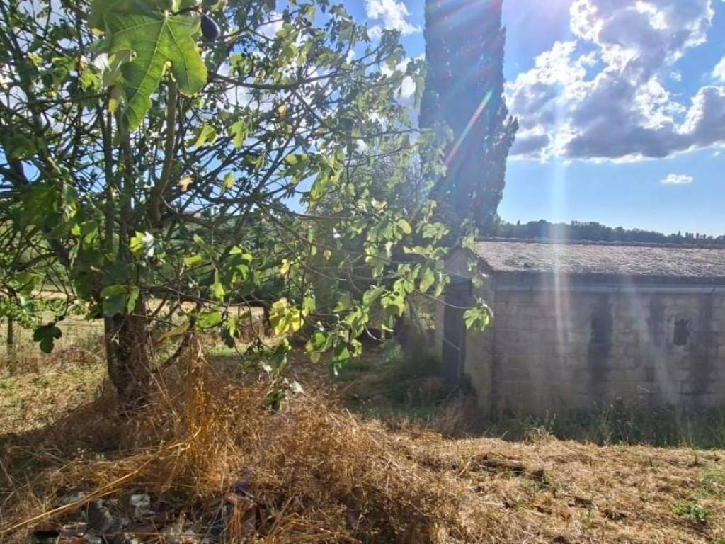 Terreno a Capannoli - Foto 4