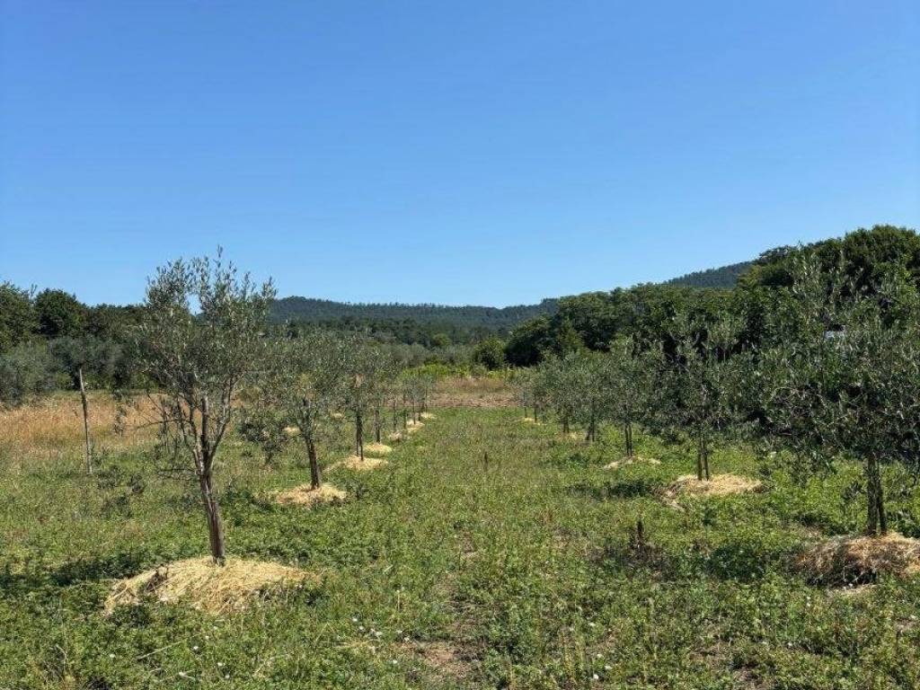 Terreno a Bolsena in Via Cassia - Foto 3