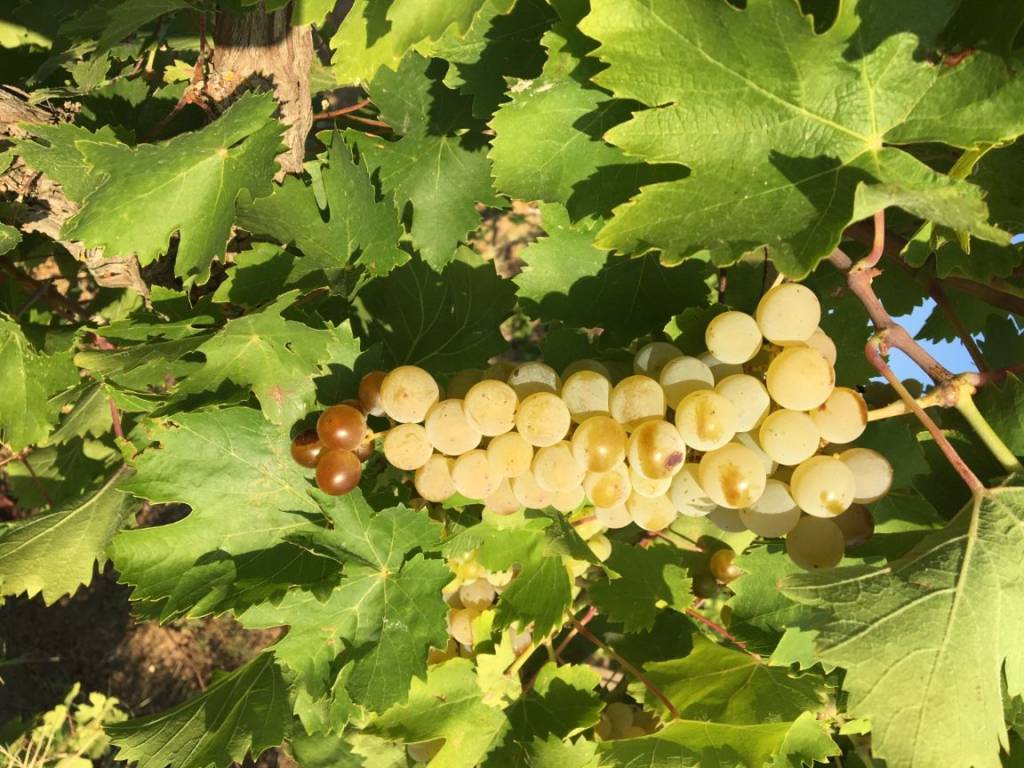 Villa a Mesagne in Contrada Tenente Pizzorusso - Foto 2