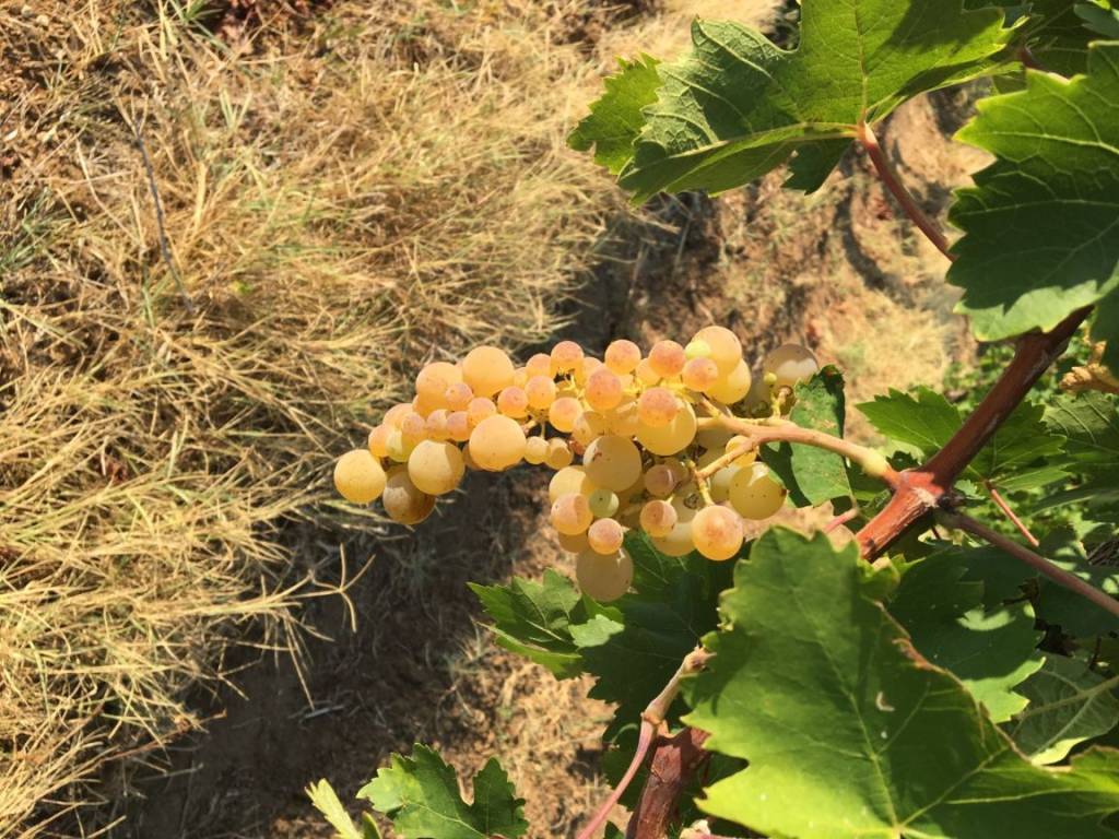 Villa a Mesagne in Contrada Tenente Pizzorusso - Foto 3