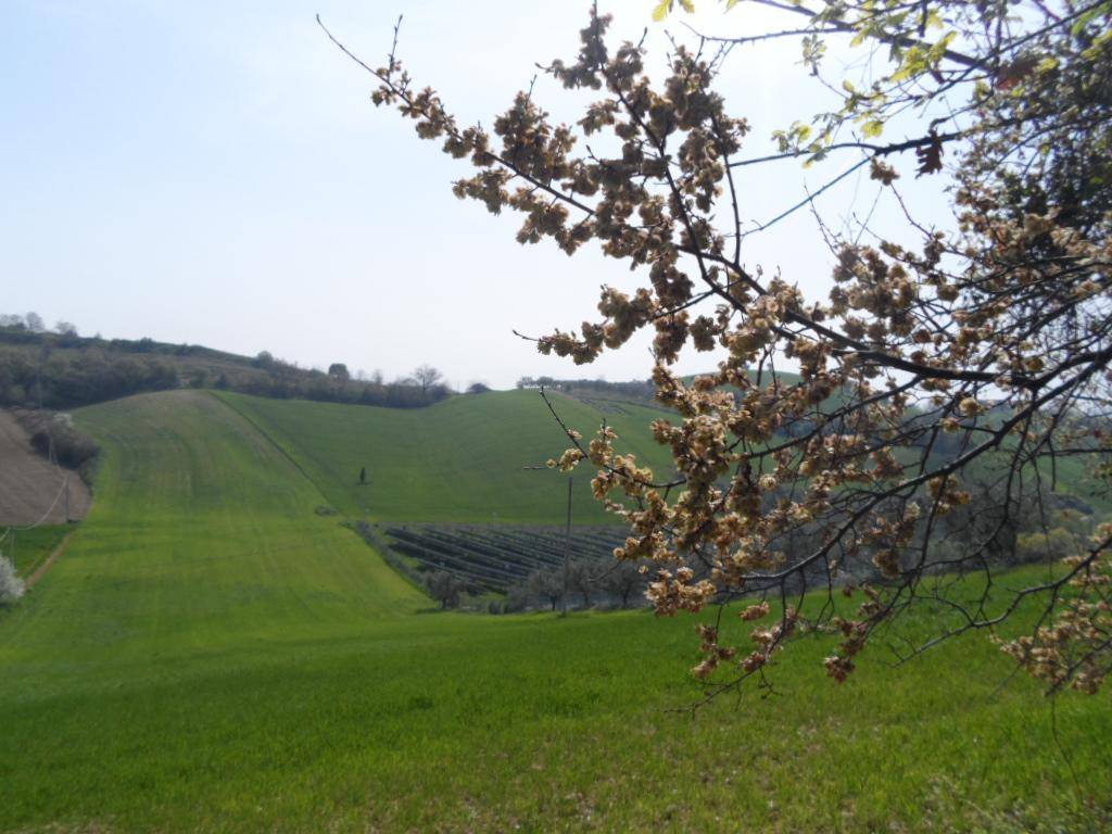Terreno a Acquaviva picena in Contrada Forola - Foto 3