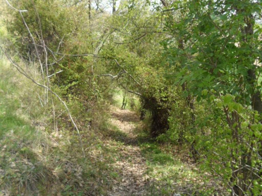 Terreno a Acquaviva picena in Contrada Forola - Foto 5