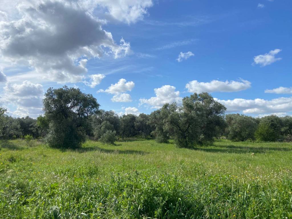 Terreno a Triggiano in Via delle Lame - Foto 2