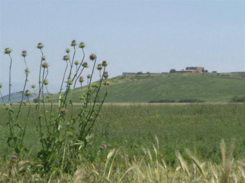 Terreno a Lucera - Foto 4