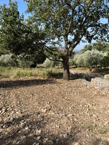 Terreno a Giungano - Foto 4