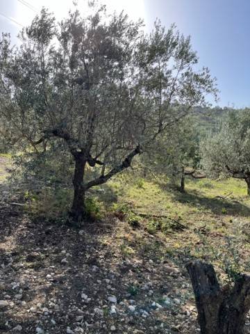 Terreno a Giungano - Foto 5