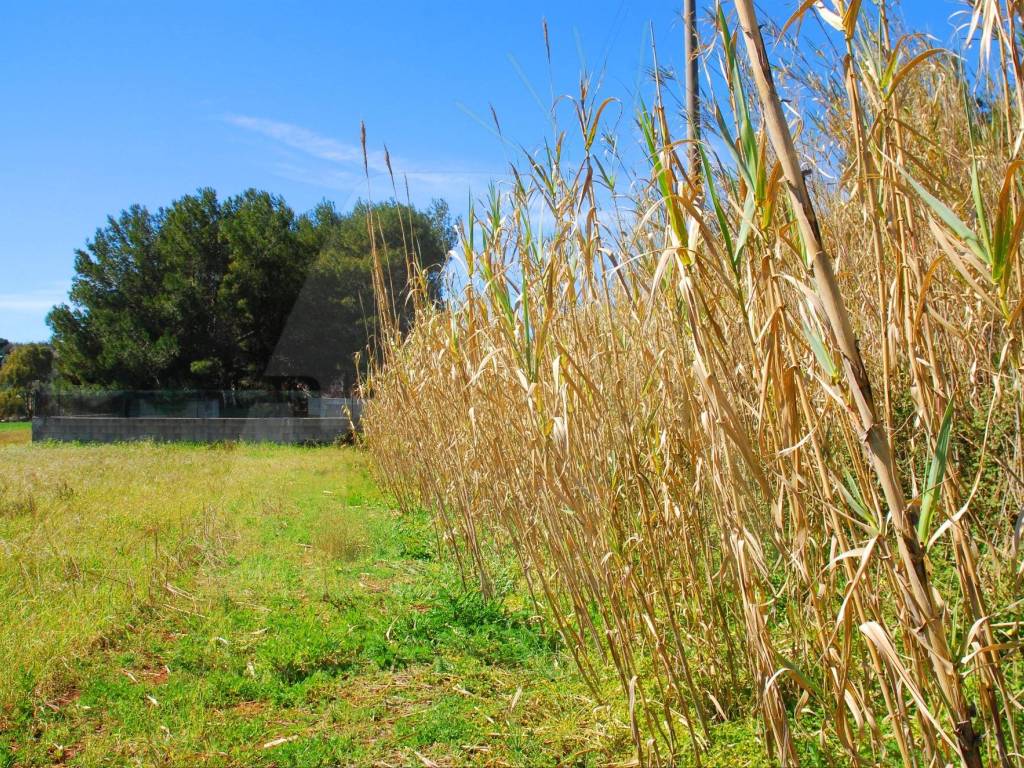 Terreno a Specchia in Contrada Magnone - Foto 5