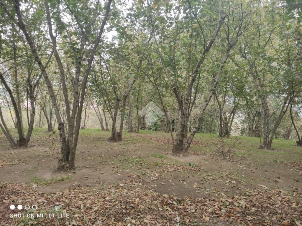 Terreno a Aiello del sabato in Via Bosco - Foto 5