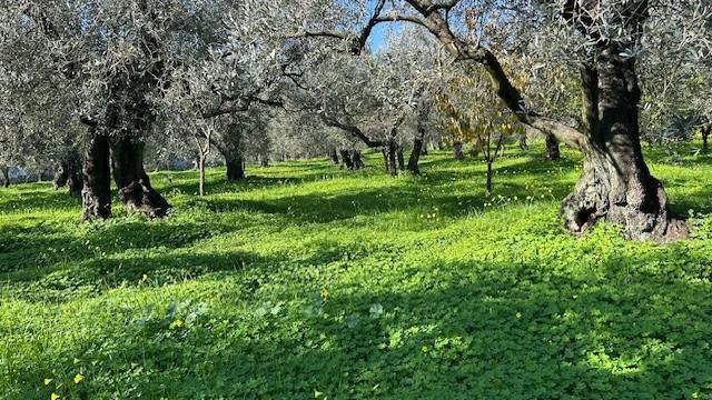 Terreno a Campagna in Via Cappella, 23 - Foto 5