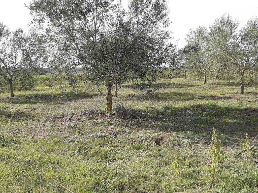 Terreno a Tuscania in Via dell'Olivo - Foto 3