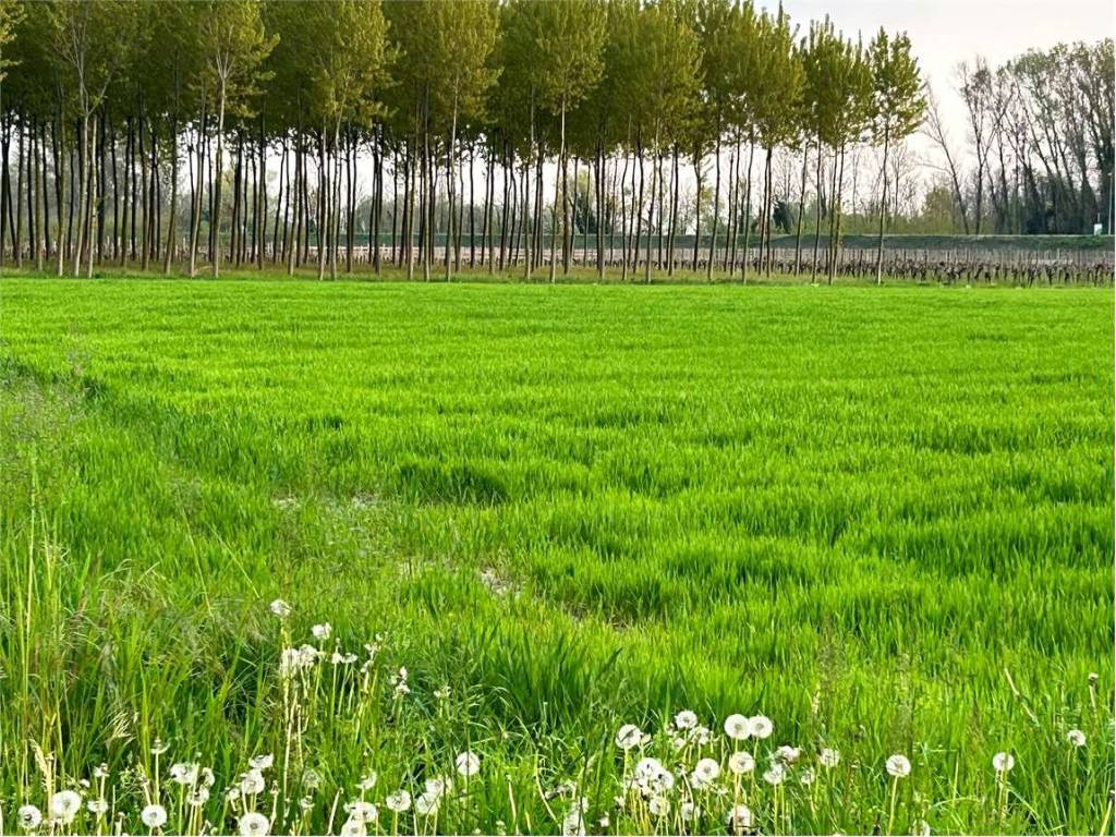 Terreno a Oderzo - Foto 5