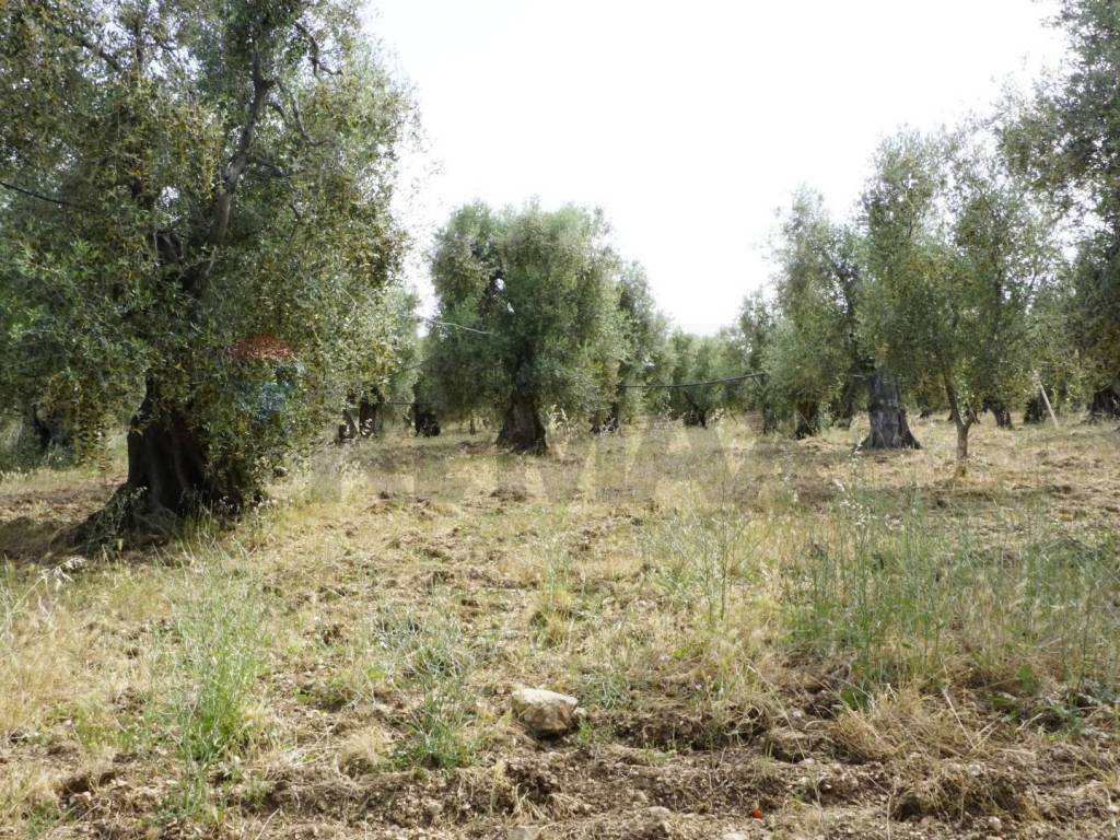 Rustico / casale a Vieste in Località Focareta - Foto 5